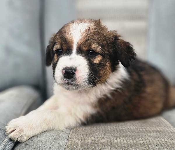 AKC CHOCOLATE AUSSIE SIRE