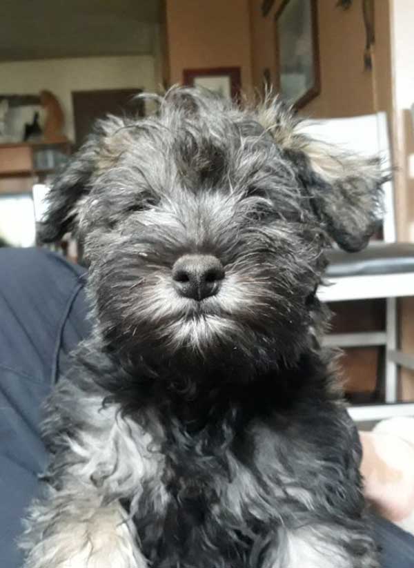 MINI SCHNAUZER MALE PUPPY