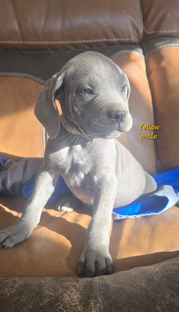 PUREBRED CANE CORSO PUPPIES