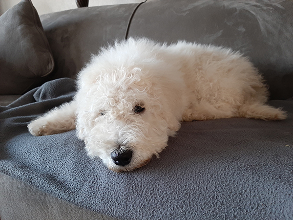 SHEEP-A-DOODLE PUPPIES