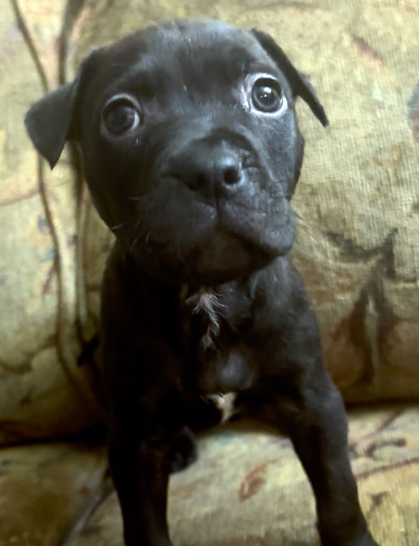 XL AMERICAN BULLY/ PIT BULL