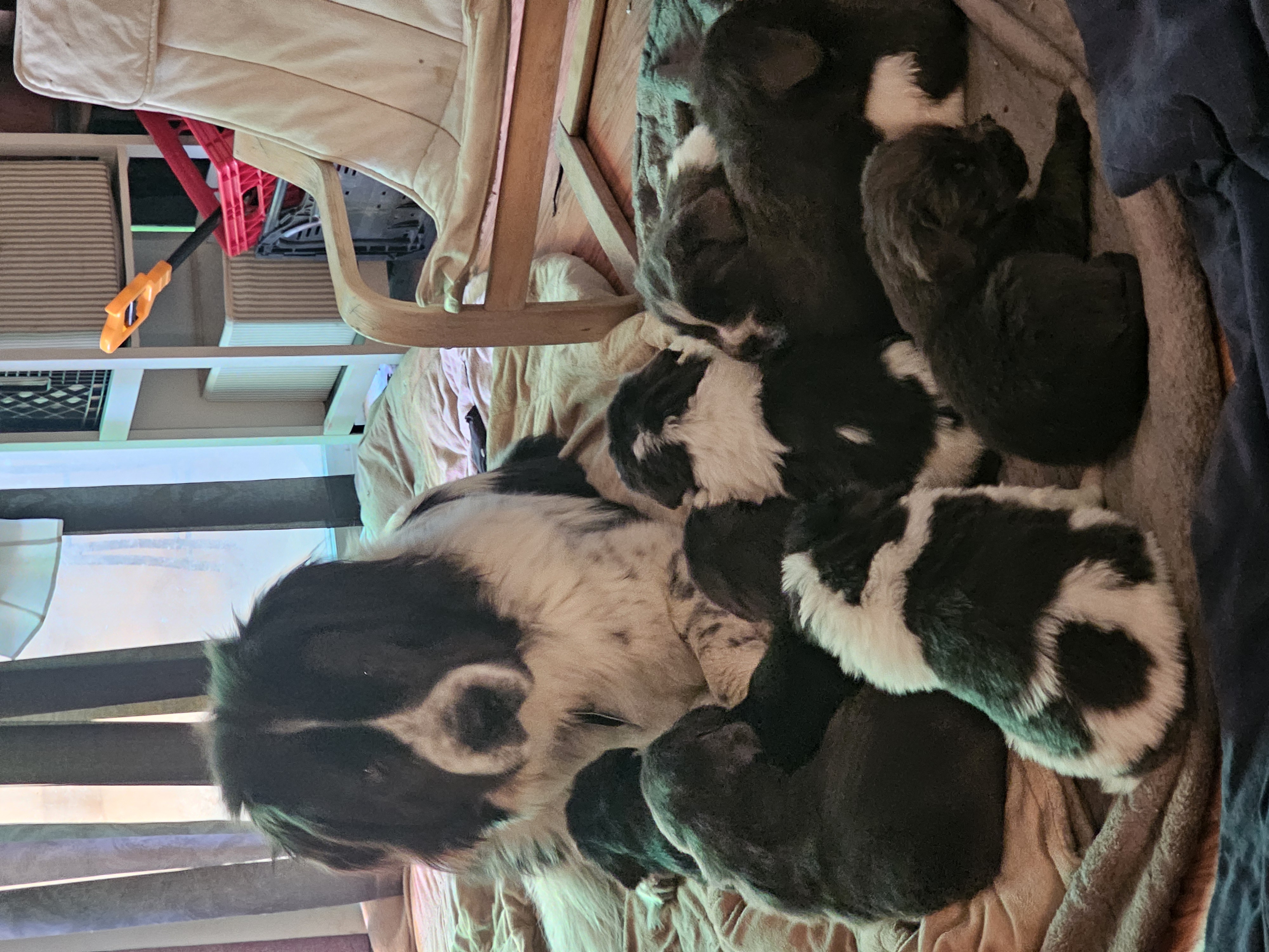GORGEOUS NEWFOUNDLAND PUPPIES