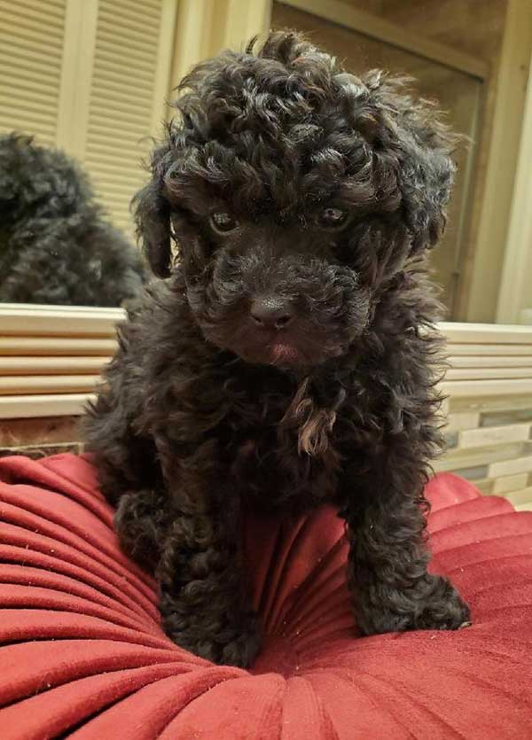 AKC TOY POODLE