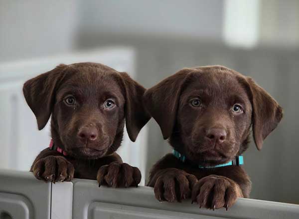 AKC LABRADOR RETRIEVERS