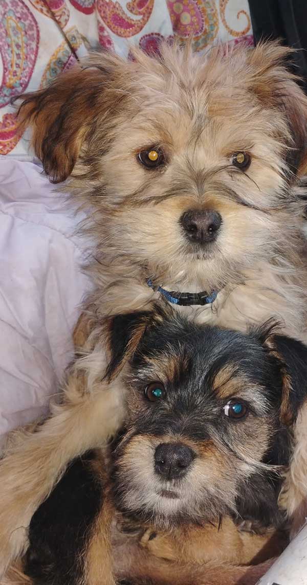 CAIRN TERRIER YORKIE PUPPIES