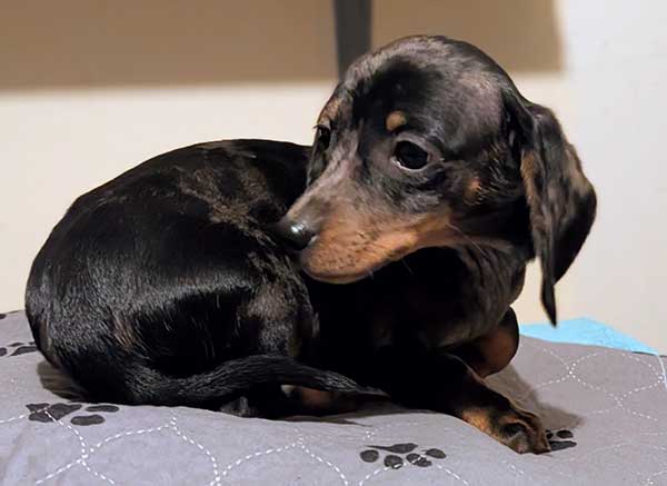 SHORT HAIRED DAPPLED MALE MINI DACHSHUND