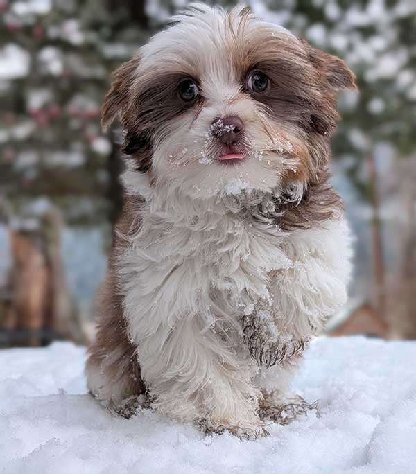 BEAUTIFUL CKC REG. TOY MALE CHOCOLATE YORKIE