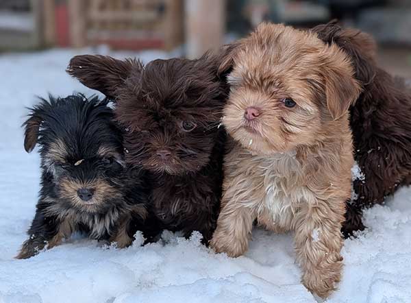 SHORKIE PUPPIES