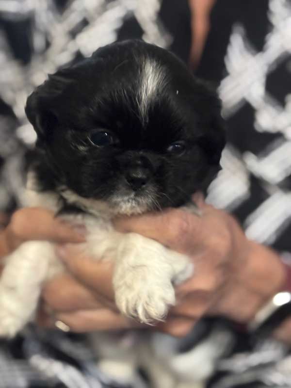 SHIH TZU PUPPIES BORN SEPTEMBER 21