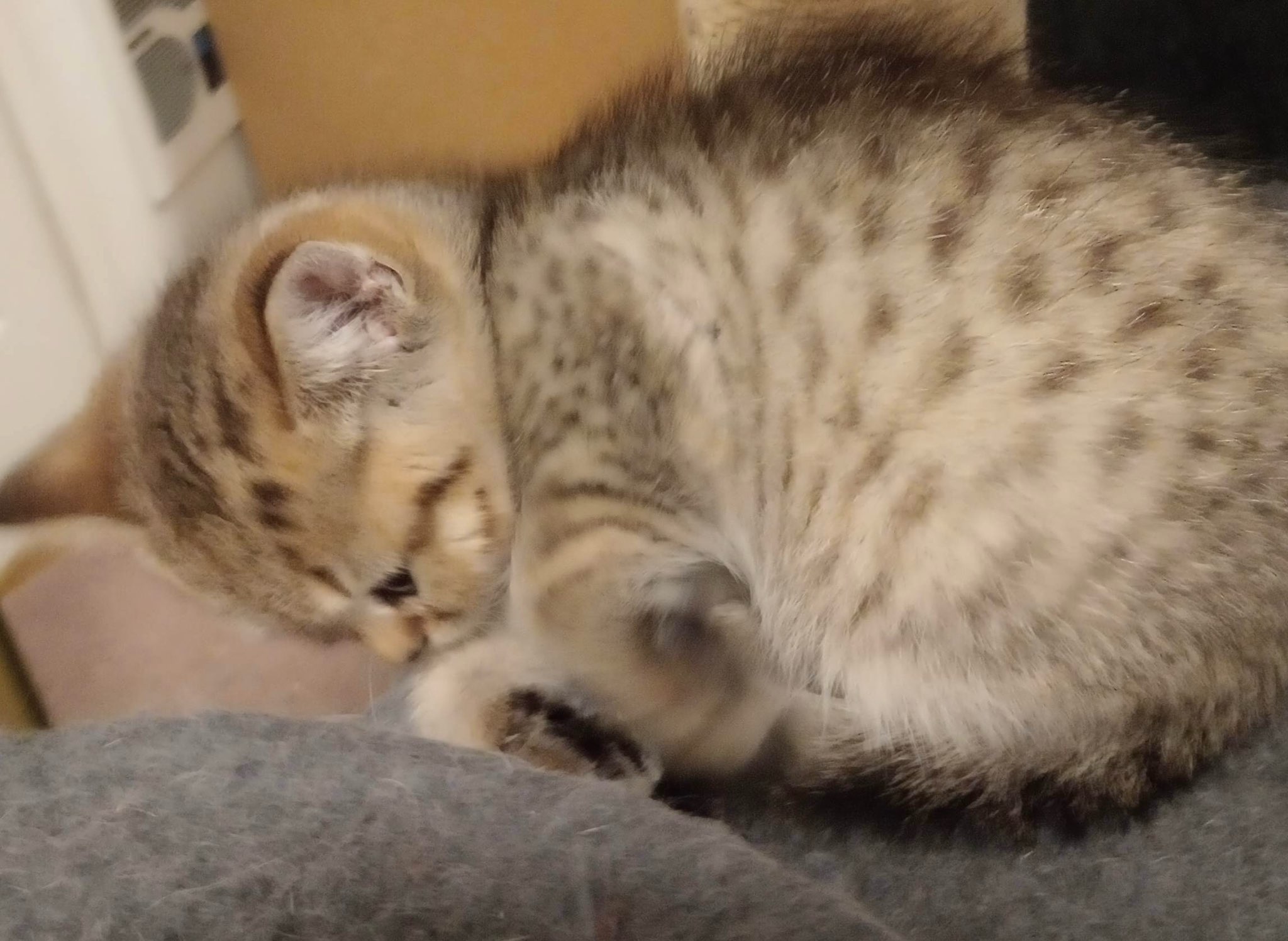 PURE SCOTTISH FOLD GIRL WITH STRAIGHT EARS