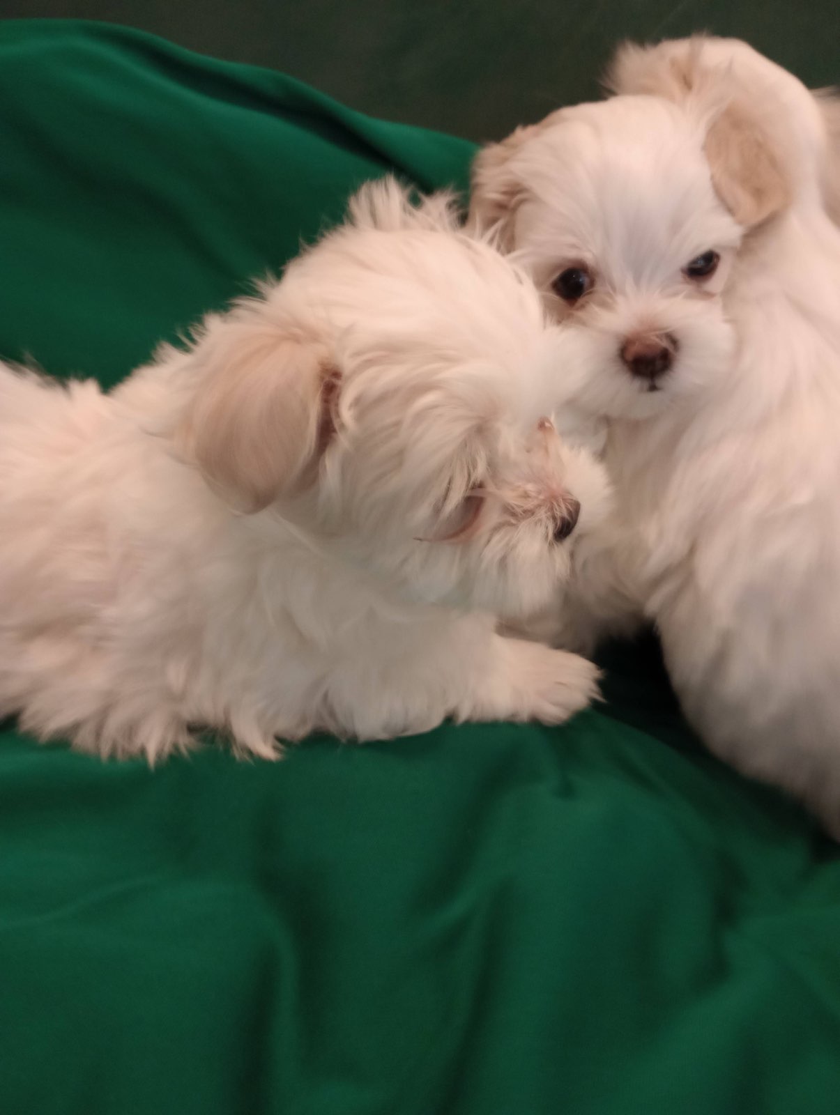 PURE MALTESE PUPPIES