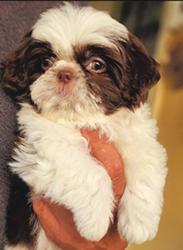 MINI CHOCOLATE LIVER SHIH TZU PUPPIES