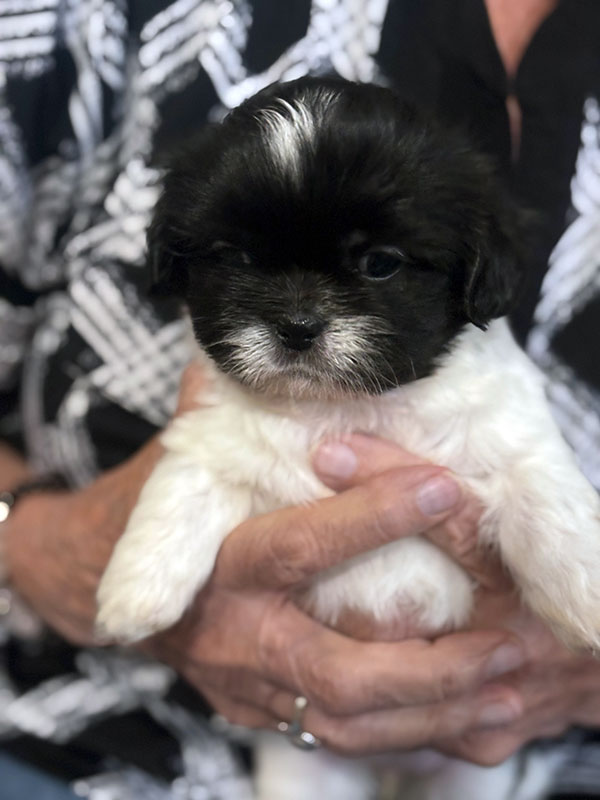 GET YOUR CHRISTMAS PUPPY TODAY! FEMALE SHIH TZU