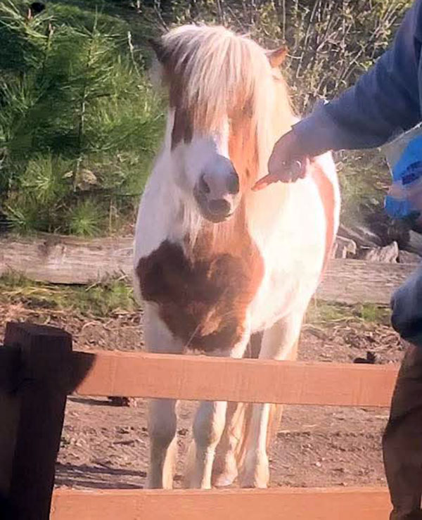 MINIATURE PONY PAINT STALLION