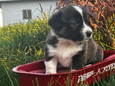 CORGI PUPPIES