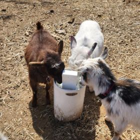 LIVESTOCK DRINKING POST