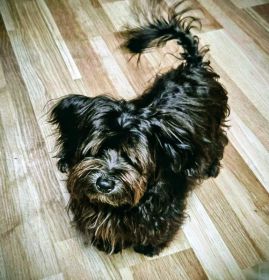 MALTESE END OF SEASON SALE