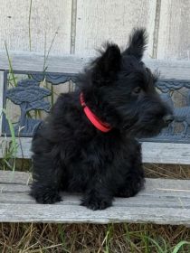 AKC SCOTTISH TERRIER PUPPIES