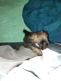 POO-CHI MALE