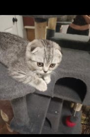 PUREBRED MALE SCOTTISH FOLD