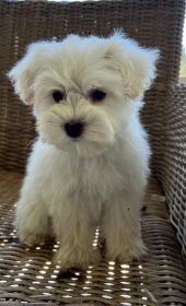 AKC REG. MINIATURE SCHNAUZER PUPPIES