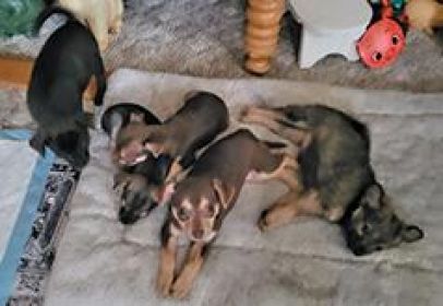 CHIHUAHUA PUPPIES