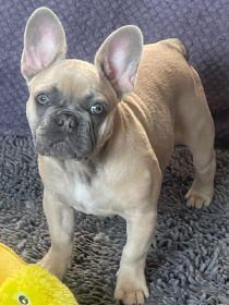 AKC FRENCH BULLDOG PUPPY