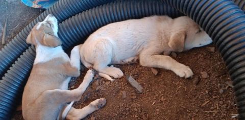 PYRENEES/ ANATOLIAN PUPPIES PLUS COLLIE PUPPIES 