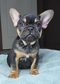 ONE FRENCHIE