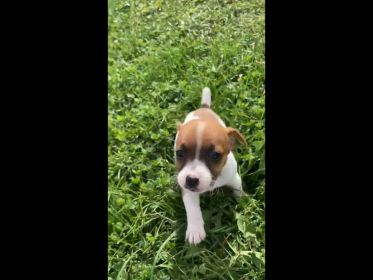 JACK RUSSELL PUPPIES