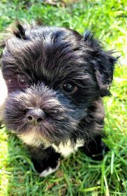 ADORABLE BLACK & WHITE MORKIE