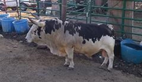 MINIATURE RODEO BULLS