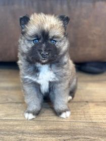 BLUE-EYED POMSKY PUPPIES
