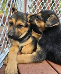 SEVEN SWEET PLAYFUL PUPPIES