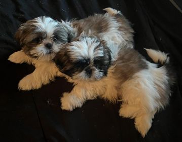 SHIH TZU PUPPIES 