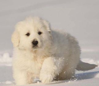 PUREBRED GREAT PYRENESS PUPPIES