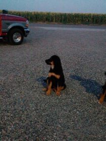 BERNESE MOUNTAIN DOG MIX PUPPIES