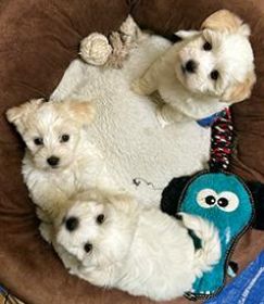 TWO LEFT COTON DE TULEAR