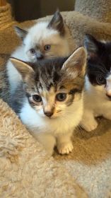 RAG DOLL MIX WITH DOMESTIC SHORTHAIR
