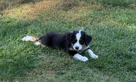 AKC MINI AMERICAN SHEPHERD PUPPIES