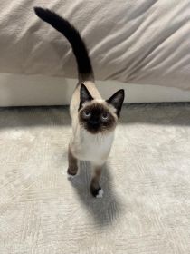 RAGDOLL/ SIAMESE MIX