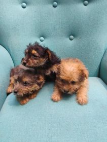 YORKIE CAIRN PUPPIES 