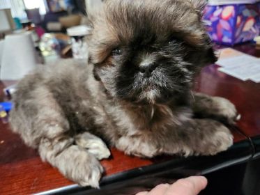 SHIH TZU PEKINGESE MALE PUPPY