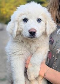LIVESTOCK GUARDIAN PUPPIES