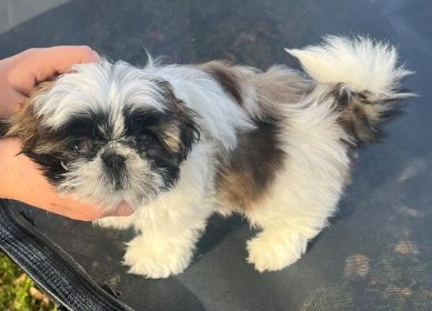 SHIH TZU PUPPIES 