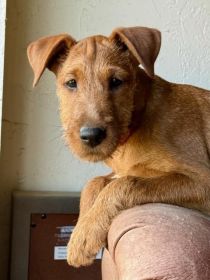 AKC IRISH TERRIER PUPPIES