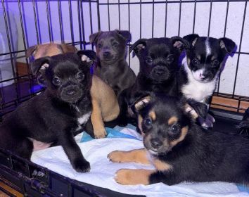 PINNERANIAN PUPPIES 