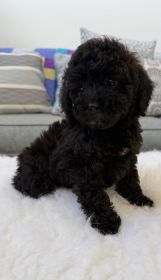 TOY COCKAPOO PUPPIES 