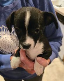 SWEET CHIHUAHUA MIX