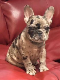 AKC FEMALE FRENCH BULLDOG PUPPY